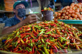 Lonjakan Harga Cabai Rawit Di Ambon Page 1 Small