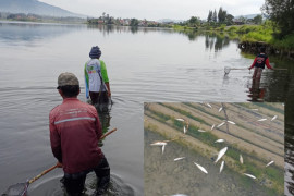 Heboh ikan di Danau Diatas jinak dan berenang ke pinggir,  warga ramai-ramai  menangkap