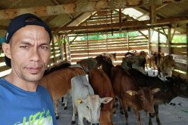 Ini jumlah ketersediaan hewan qurban Aceh Jaya jelang Idul Adha