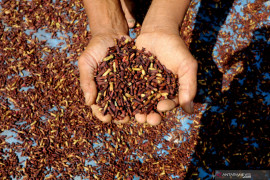 Pengeringan Cengkeh Terkendala Anomali Cuaca