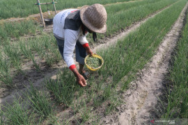 Tanaman Bawang Merah Terserang Ulat