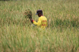 Produksi beras di Kuningan setiap tahun surplus
