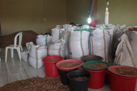 Mantap, harga biji pala di Ternate stabil Rp100 ribu per kilogram