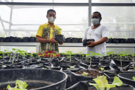 Pemkot Banjarmasin melaksanakan gerakan tanam sayur tekan stunting