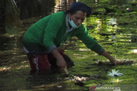Komunitas aksi lingkungan benahi percontohan kawasan teratai
