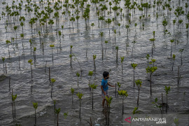 VEGETASI PANTAI UNTUK CEGAH ABRASI Page 2 Small