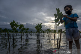 VEGETASI PANTAI UNTUK CEGAH ABRASI Page 1 Small