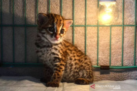 BKSDA Riau rawat bayi  kucing hutan