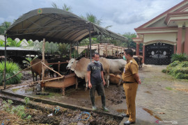 Camat LAS apresiasi penjual sapi kurban