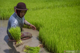 Upah nominal harian buruh tani Agustus 2021 naik 0,13 persen