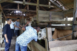 Permintaan hewan qurban meningkat jelang Idul Adha di Aceh Jaya