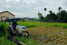 Hama tikus mengganas, delapan hektare sawah di Abdya gagal panen