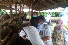Dinas pertanian HSS pastikan persedian hewan korban Idul Adha cukup