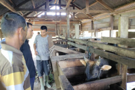 Cara Dinas Pertanian Aceh Jaya meningkatkan ekonomi petani ternak