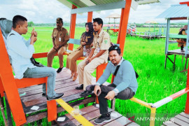 Wisata sawah Kabupaten PPU dilengkapi pusat oleh-oleh