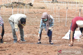 Dinas Tanam Pangan Kaltim laksanakan  gerakan tanam kedelai