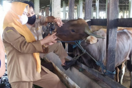 DKP3 Banjarbaru periksa kesehatan hewan kurban