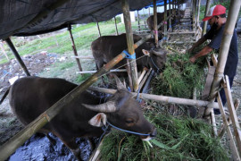 Penjualan hewan kurban turun akibat pandemi COVID-19