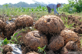 Kementan fokus tingkatkan ekspor porang-sarang burung walet