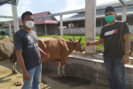 Bupati Kasmarni bantu satu sapi kurban untuk PWI Bengkalis