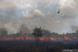 Ratusan Lahan di Indralaya Utara Terbakar Page 5 Small