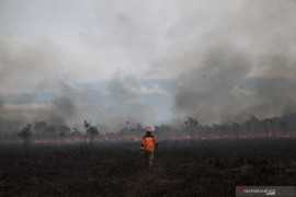 Ratusan Lahan di Indralaya Utara Terbakar Page 1 Small