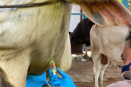 Lalu lintas hewan kurban dari Malut jelang Idul Adha meningkat, begini penjelasannya