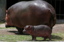Dua kuda nil di Kebun binatang Belgia positif corona