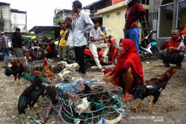 Permintaan ayam kampung jelang Idul Adha 1442 H Page 1 Small