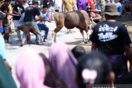 Petugas penyembelihan hewan kurban di Tanjungpinang wajib  jalani tes antigen