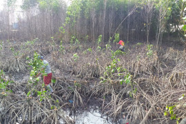 Pertamina remajakan 1.000 mangrove di kawasan depot Sibolga