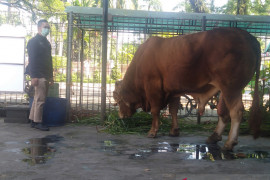 Presiden sumbang seekor sapi kurban di Masjid Raya Sabilal Muhtadin