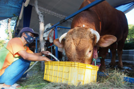 Sapi kurban Presiden Jokowi di Surabaya berbobot 1,2 ton
