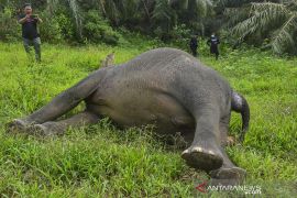 Aksi prihatin atas ancaman kepunahan gajah warnai Hari Satwa Sedunia