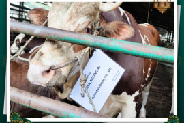 Kejagung salurkan 18 ekor sapi kurban