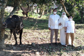 Polres Binjai sembelih delapan ekor lembu, 11 ekor kambing pada Idul Adha 1442 H