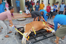 Cara baru pemotongan hewan kurban Pekanbaru jadi tontonan warga