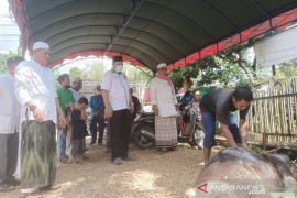 Video-Berkah hewan kurban Syaifullah Tamliha PPP HST eratkan kegotongroyongan
