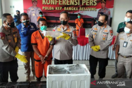 Ditpolairud Babel gagalkan penyelundupan benur senilai Rp10,14 miliar