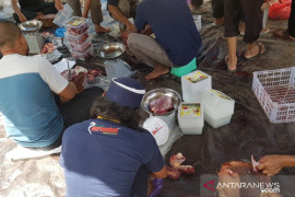 Panitia Musholla Imam Bukhari Tanah Bumbu potong sepuluh hewan kurban