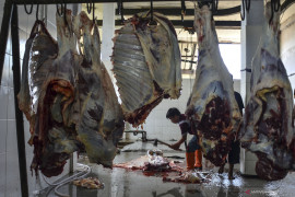 Jateng giatkan pelatihan juru sembelih hewan bersertifikat  halal