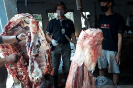 Sejumlah sapi ditemukan mengandung cacing hati saat dipotong