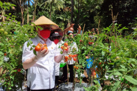 Wabup Sitaro panen perdana tomat di Kampung Salili