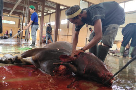 Pemotongan hewan kurban di RPH Paser penuhi protokol kesehatan