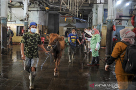 Pemotongan hewan kurban di RPH