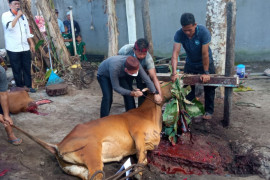 Pemkab Bangka potong 32 ekor sapi kurban