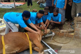 Agam prediksi penyembelihan ternak 831 ekor selama Ramadhan-Idul Fitri