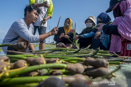 Peringatan Hari Konservasi Mangrove Internasional di Palu Page 2 Small