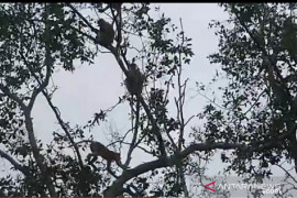 Penyelamatan mangrove di PPU perlu intensifikasi-ekstensifikasi