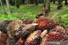 GAPKI: Pergub harga TBS sawit diperlukan sebagai referensi petani